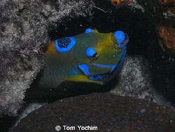 Angel Fish in Bonaire. by Tom Yochim 